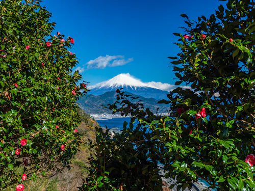 Snow-capped Mount Fuji under a blue sky, framed by green bushes with red flowers, overlooking a coastal town and water below.