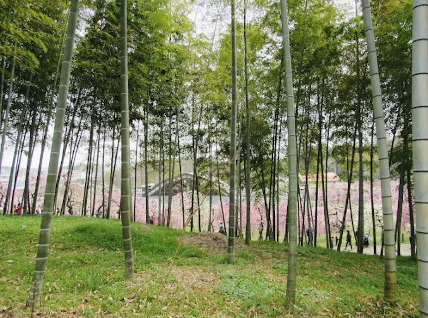 A serene landscape featuring tall bamboo trees with green leaves. Beneath the bamboo, grass covers the ground. In the background, cherry blossom trees with pink flowers are visible, adding a splash of color to the scene. A few people are strolling in the distance.