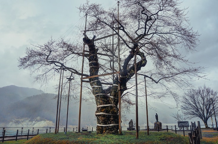 Shokawasakura Park