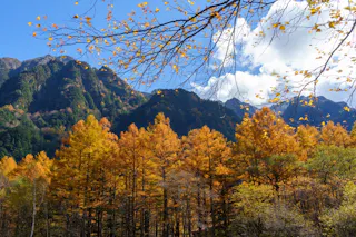 A scenic autumn landscape features a dense forest of trees with yellow and orange foliage. In the background, rugged mountains rise under a blue sky dotted with fluffy white clouds. The bare branches of a nearby tree frame the top of the image.