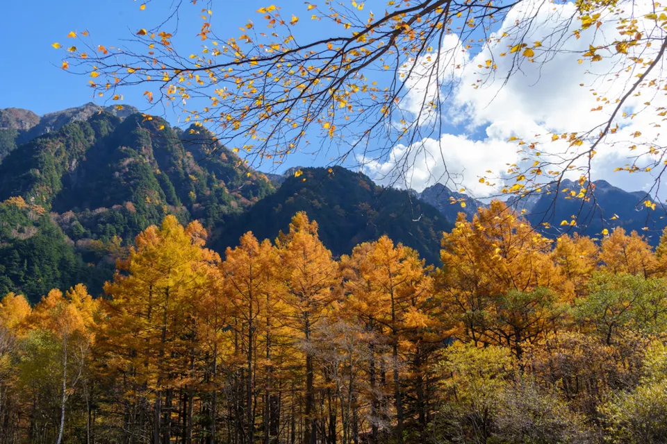 Hiking in Kamikochi A scenic autumn landscape features a dense forest of trees with yellow and orange foliage. In the background, rugged mountains rise under a blue sky dotted with fluffy white clouds. The bare branches of a nearby tree frame the top of the image.