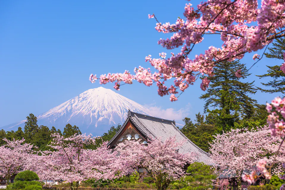 A scenic view of Mount Fuji in the background with a traditional Japanese building surrounded by blooming cherry blossoms under a clear blue sky.