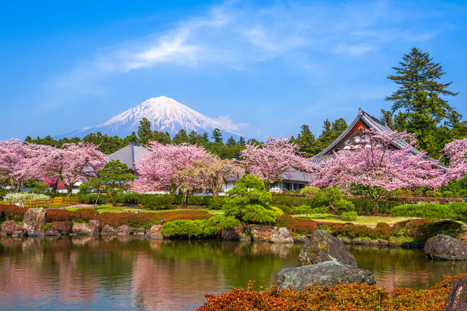 A serene landscape featuring Mount Fuji in the background, framed by a clear blue sky. In the foreground, cherry blossoms in full bloom surround traditional Japanese buildings and a tranquil pond with stones and lush greenery.