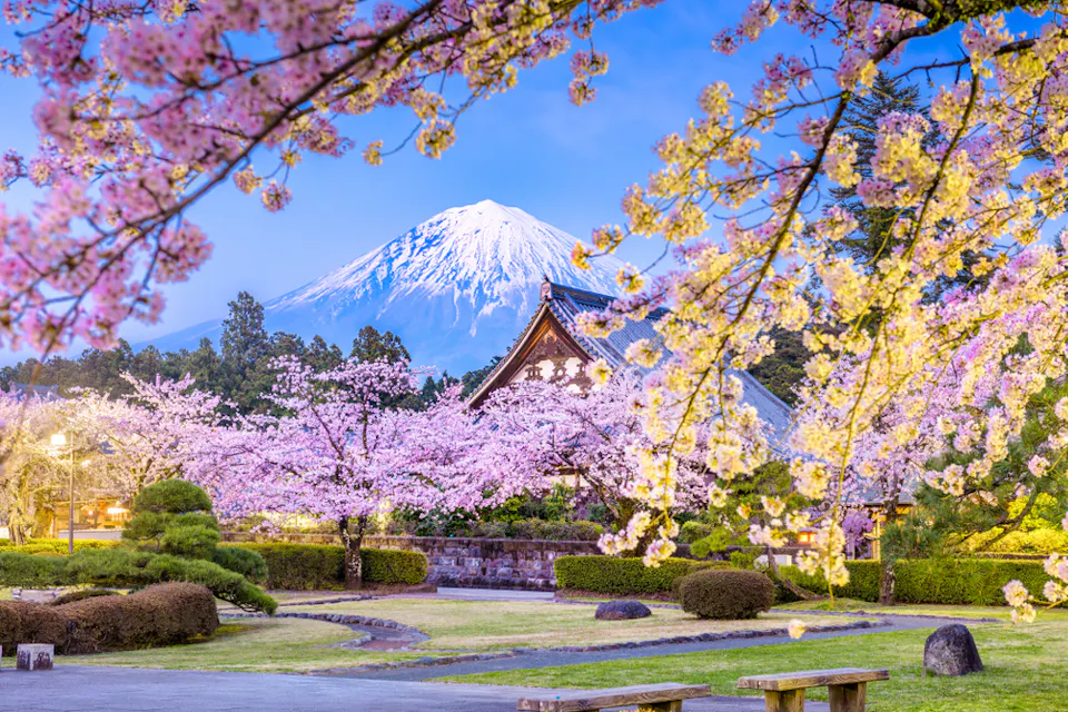 A breathtaking scene featuring Mount Fuji in the background with its snow-capped peak, surrounded by cherry blossom trees in full bloom. A traditional Japanese building sits in the foreground amidst a serene, meticulously landscaped garden.