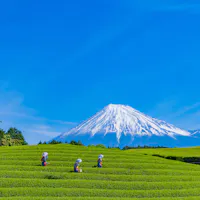 Shizuoka Prefecture Tea field workers wearing traditional hats are walking through lush green rows under a clear blue sky. In the background, the snow-capped Mount Fuji rises majestically, creating a picturesque scene.