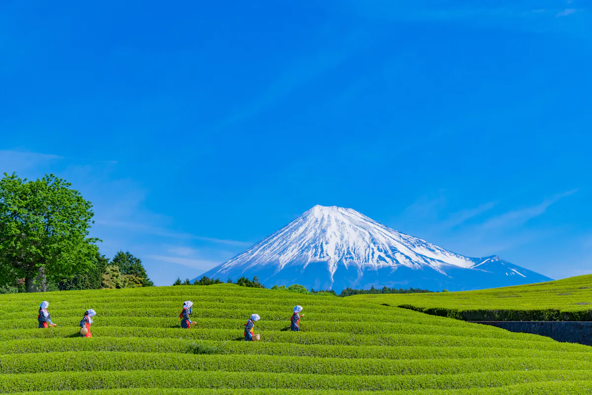 Shizuoka Prefecture Tea field workers wearing traditional hats are walking through lush green rows under a clear blue sky. In the background, the snow-capped Mount Fuji rises majestically, creating a picturesque scene.