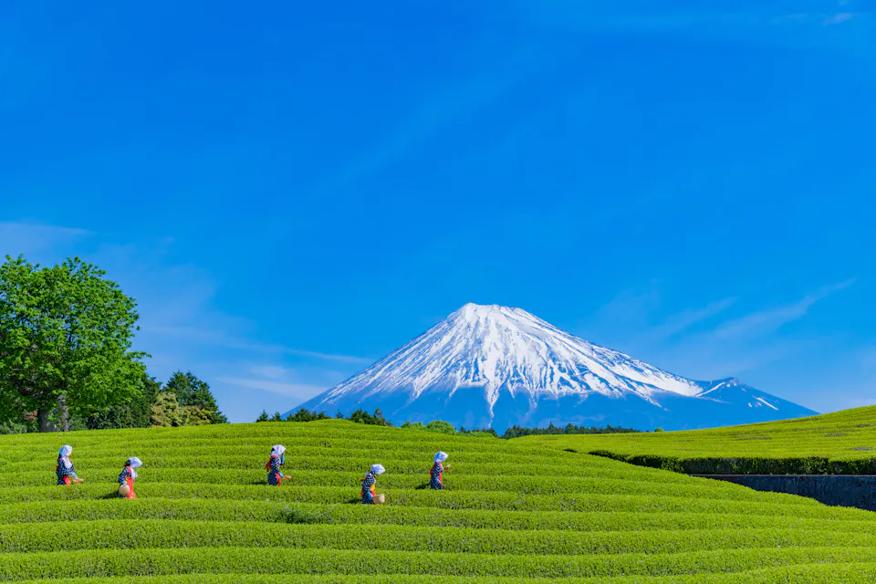 Tea field workers wearing traditional hats are walking through lush green rows under a clear blue sky. In the background, the snow-capped Mount Fuji rises majestically, creating a picturesque scene.