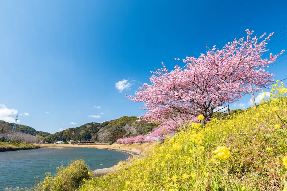 Cherry blossoms in full bloom near a river, under a vibrant blue sky. The foreground is filled with yellow wildflowers, and rolling hills are in the background. The scene is bright and picturesque, capturing the essence of spring.