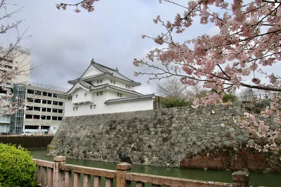 Traditional Japanese castle with white walls and a stone foundation, surrounded by cherry blossom trees in bloom. A moat runs in the foreground, and a modern building is visible in the background. Cloudy sky above.