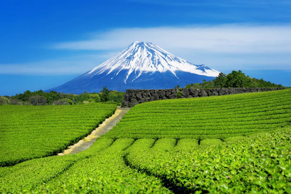 A lush green tea plantation stretches into the distance with neat rows of tea bushes. Beyond the fields, a majestic, snow-capped mountain rises under a clear blue sky, creating a harmonious and serene landscape.
