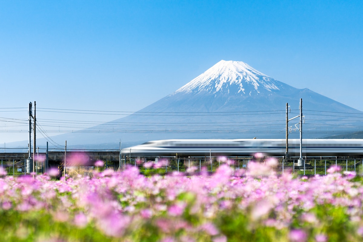 Bullet Train Passing by Mount Fuji A white high-speed train passes through a field of pink flowers, with the snow-capped peak of Mount Fuji in the background under a clear blue sky.