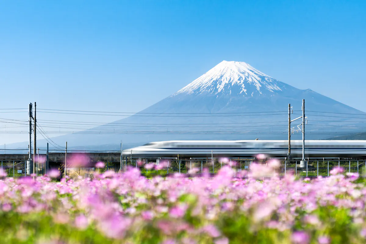 Bullet Train Passing by Mount Fuji A white high-speed train passes through a field of pink flowers, with the snow-capped peak of Mount Fuji in the background under a clear blue sky.