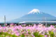 Bullet Train Passing by Mount Fuji