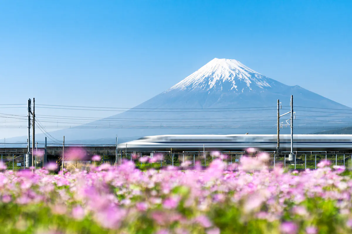 A white high-speed train passes through a field of pink flowers, with the snow-capped peak of Mount Fuji in the background under a clear blue sky.