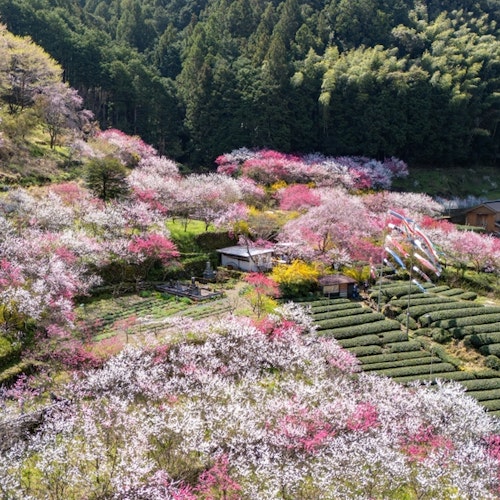 Hanamomo at Kuki in Niyodogawa Town, Kochi Prefecture Hanamomo at Kuki in Niyodogawa Town, Kochi Prefecture