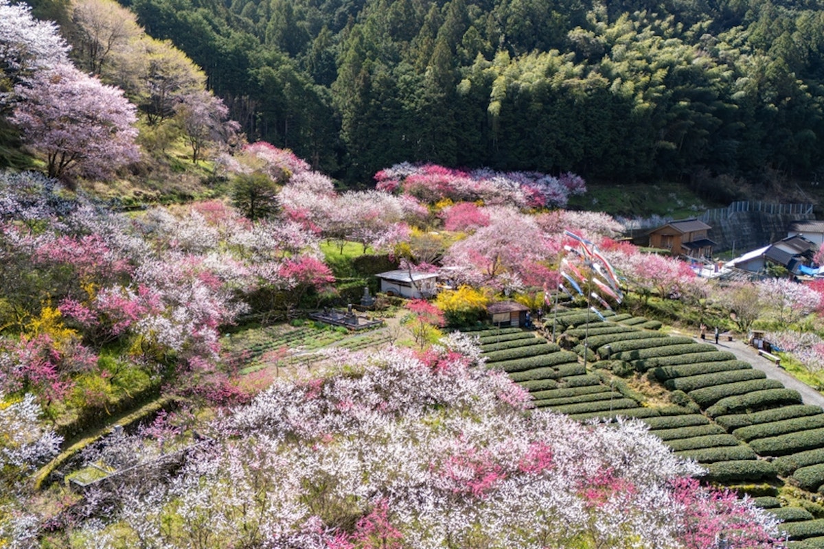 Hanamomo at Kuki in Niyodogawa Town, Kochi Prefecture Hanamomo at Kuki in Niyodogawa Town, Kochi Prefecture