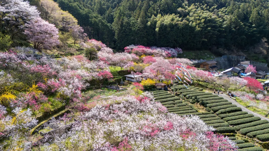 Hanamomo at Kuki in Niyodogawa Town, Kochi Prefecture Hanamomo at Kuki in Niyodogawa Town, Kochi Prefecture