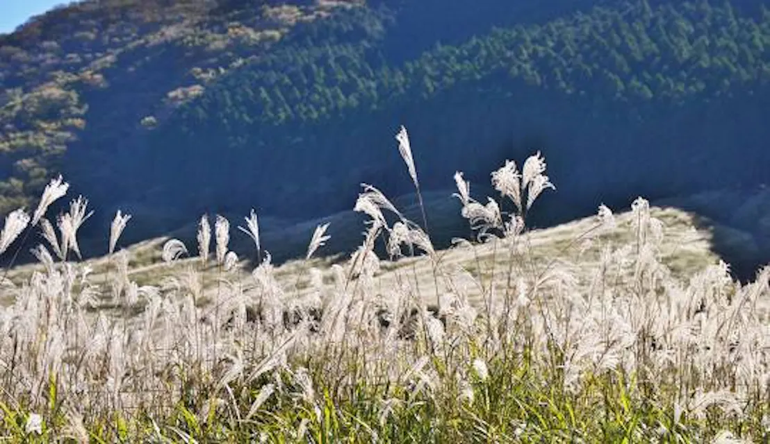 Tall, feathery pampas grass sways in the foreground against a backdrop of sunlit, tree-covered hills. The scene is serene, showcasing a contrast between the light grasses and the dark, shadowed hillside.