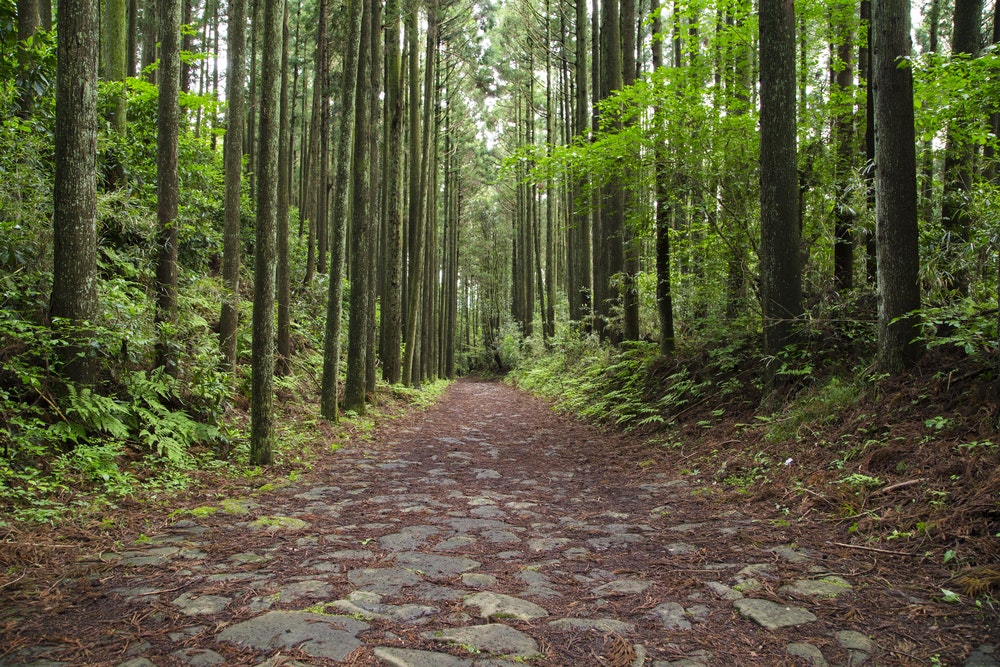 Hakone Old Tokaido Road