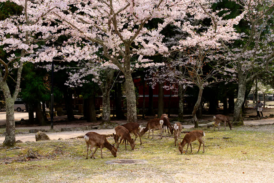 Deer graze on a grassy area beneath blooming cherry blossom trees, with a forested background. The scene captures a serene and picturesque moment in nature during springtime.