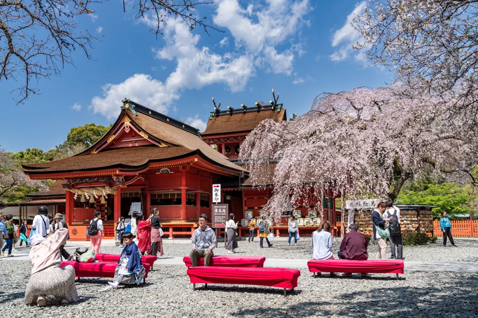 People enjoying a sunny day at a traditional Japanese shrine surrounded by cherry blossoms. Red benches and gravel pathway in the foreground. Blue sky and fluffy clouds above.