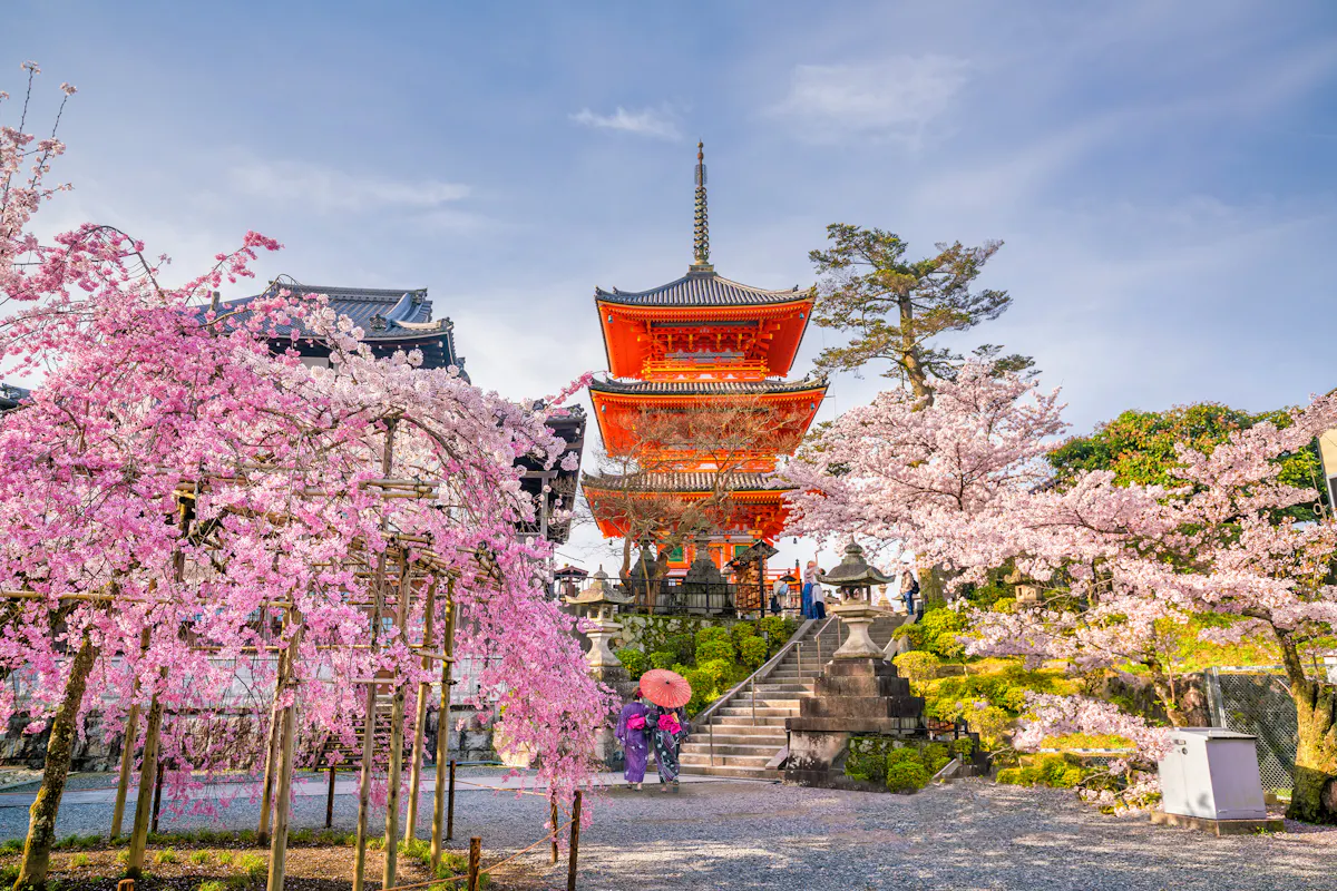A traditional Japanese pagoda surrounded by cherry blossom trees in full bloom. Two people in colorful clothing and holding an umbrella walk along a path. The sky is clear and blue, enhancing the serene scene.