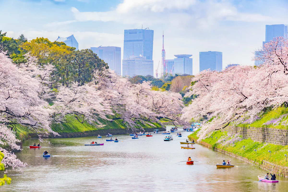 Scenic View of Hundreds of Sakura Trees Scenic View of Hundreds of Sakura Trees