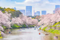 A scenic view of a river with people rowing boats surrounded by cherry blossom trees in full bloom. A city skyline with tall buildings is visible in the background under a clear blue sky.
