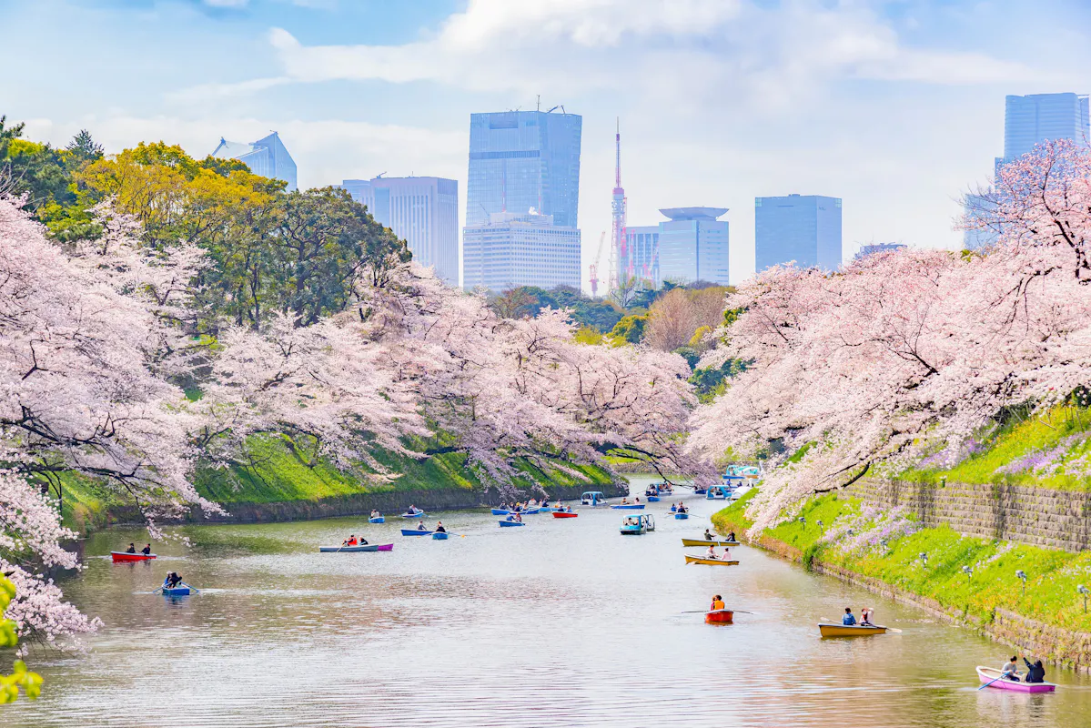 Scenic View of Hundreds of Sakura Trees