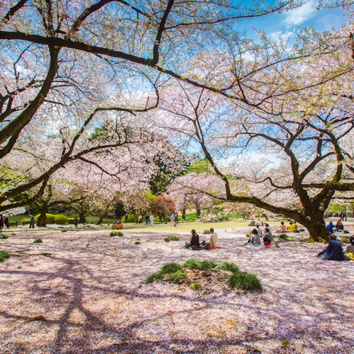 Ueno Park People enjoying a sunny day in a park under blooming cherry blossom trees. The ground is covered with pink petals, and groups of people are sitting on blankets, relaxing and chatting. The sky is blue with a few clouds.