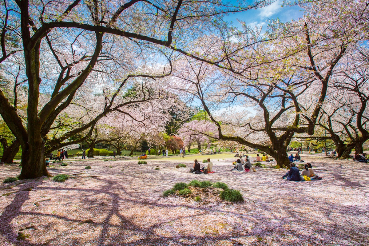 Ueno Park People enjoying a sunny day in a park under blooming cherry blossom trees. The ground is covered with pink petals, and groups of people are sitting on blankets, relaxing and chatting. The sky is blue with a few clouds.