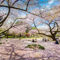 Ueno Park People enjoying a sunny day in a park under blooming cherry blossom trees. The ground is covered with pink petals, and groups of people are sitting on blankets, relaxing and chatting. The sky is blue with a few clouds.