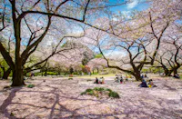 People enjoying a sunny day in a park under blooming cherry blossom trees. The ground is covered with pink petals, and groups of people are sitting on blankets, relaxing and chatting. The sky is blue with a few clouds.