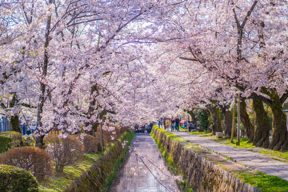 A scenic pathway lined with cherry blossom trees in full bloom, with a small canal running alongside. People are strolling under the pink canopy, enjoying the sunny day. The vibrant flowers create a picturesque, tranquil atmosphere.