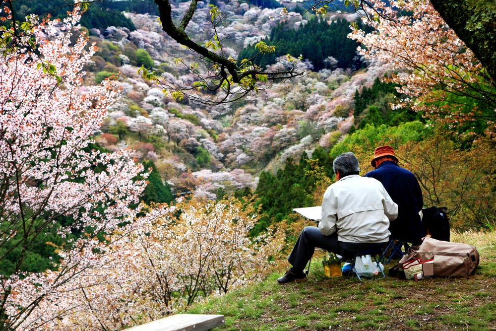 Two people seated on a grassy hill, painting a scenic landscape filled with cherry blossoms. The background showcases a valley blanketed with pink and white flowers under a partly cloudy sky.