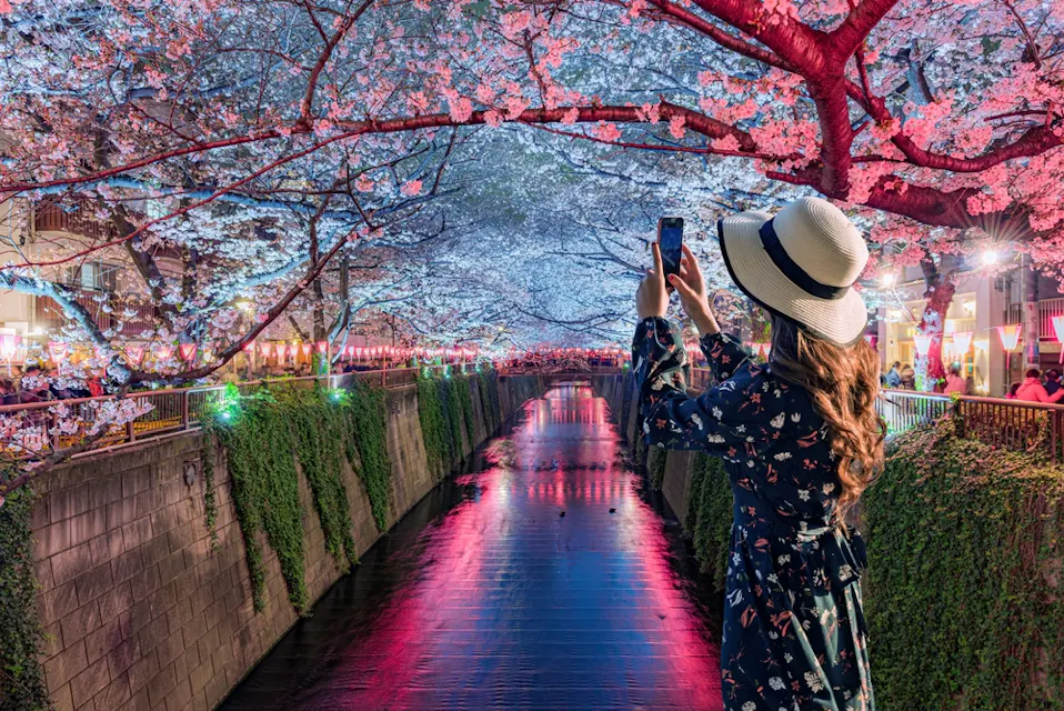A woman in a floral dress and white hat takes a photo with her smartphone of cherry blossoms over a canal at dusk. The illuminated blossoms reflect on the water, creating a serene and picturesque scene.