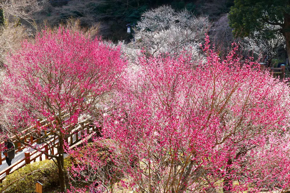 A scenic view of a park with vibrant pink cherry blossoms and white flowers in full bloom, surrounded by lush greenery and a wooden pathway. The background features tall trees and a clear sky, enhancing the tranquil atmosphere.