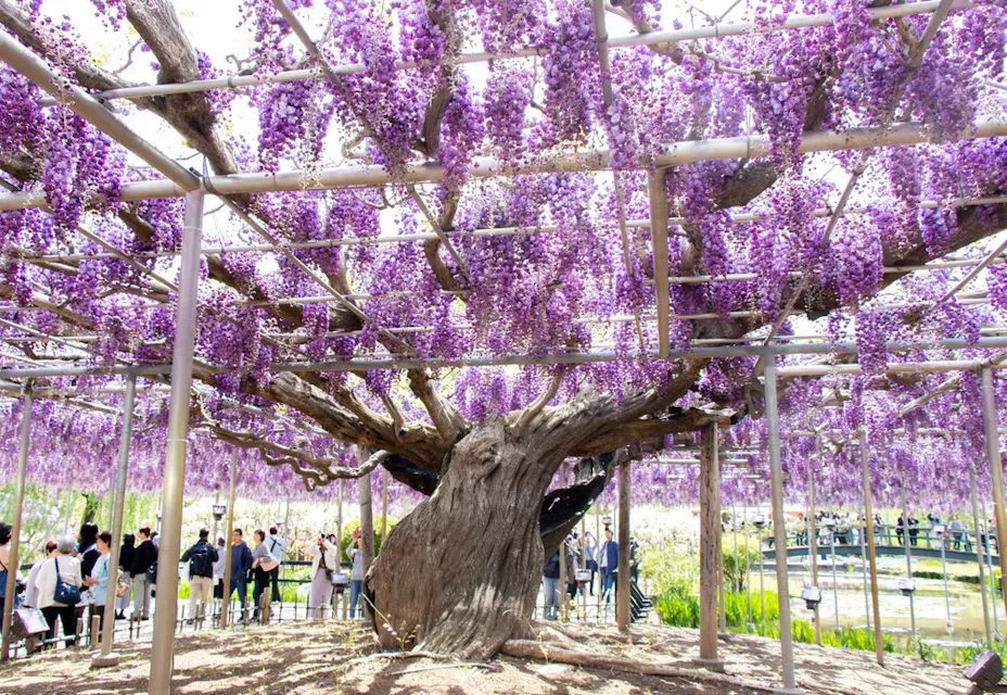 A large, ancient wisteria tree with cascading purple flowers spreads across a trellis. People stand below, admiring its beauty. The setting is outdoors on a sunny day, with a garden visible in the background.