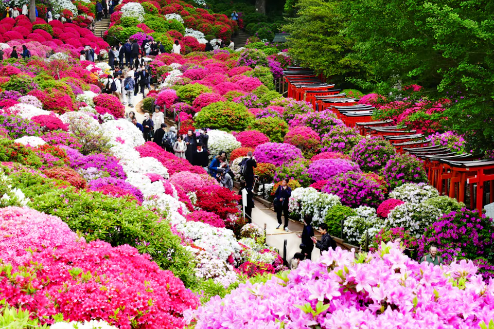 A vibrant garden with clusters of blooming pink, purple, and white azaleas. A path winds through the flowers, crowded with visitors. Red torii gates are visible on the right, and lush green trees line the background.
