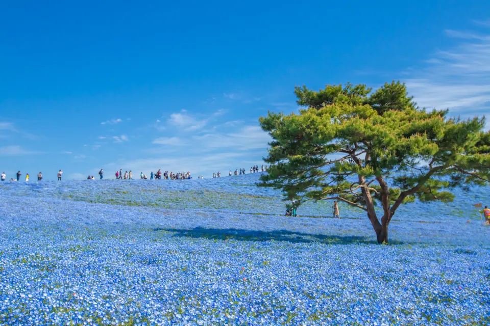 A vast field covered in blue flowers stretches into the distance under a clear blue sky. A lone tree stands on the right, with people walking along a path on a distant hilltop.