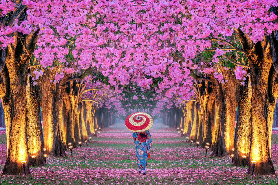 A person in traditional attire walks under a canopy of pink cherry blossom trees, holding a red and white parasol. The path is lined with illuminated tree trunks, and fallen blossoms cover the ground, creating a vibrant, enchanting scene.
