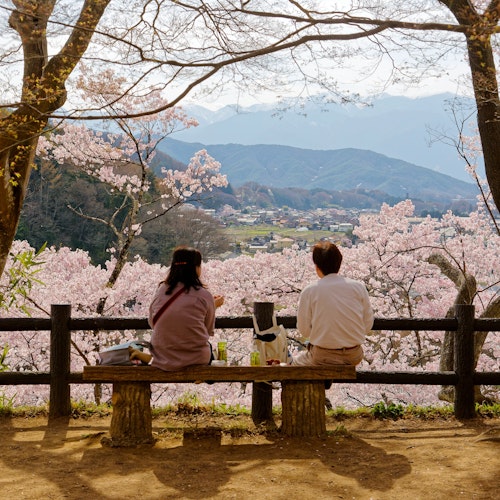 Visiting Japan in April Two people sit on a wooden bench under cherry blossom trees, overlooking a scenic valley with mountains in the distance. The ground is covered in soft petals, casting a serene atmosphere.