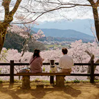Visiting Japan in April Two people sit on a wooden bench under cherry blossom trees, overlooking a scenic valley with mountains in the distance. The ground is covered in soft petals, casting a serene atmosphere.