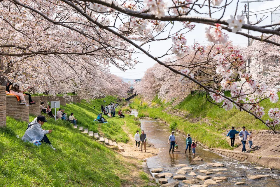 People enjoy a sunny day by a river lined with cherry blossom trees in full bloom. Some sit on the grassy banks, while others wade in the shallow water or stroll across stepping stones. The scene is vibrant and serene.