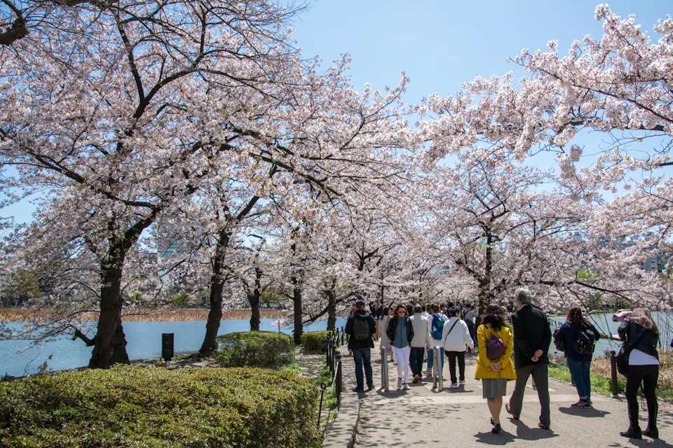 A group of people walks along a path lined with blooming cherry blossom trees on a sunny day. The trees create a canopy of pink flowers, and a body of water can be seen on one side.