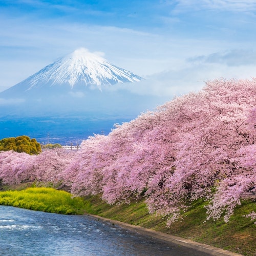 Mount Fuji Cherry blossoms line a river under a clear blue sky, with Mount Fuji in the background. The snow-capped peak contrasts with the vibrant pink of the blossoms, creating a serene and picturesque landscape.