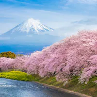 Mount Fuji Cherry blossoms line a river under a clear blue sky, with Mount Fuji in the background. The snow-capped peak contrasts with the vibrant pink of the blossoms, creating a serene and picturesque landscape.