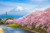Cherry blossoms line a river under a clear blue sky, with Mount Fuji in the background. The snow-capped peak contrasts with the vibrant pink of the blossoms, creating a serene and picturesque landscape.
