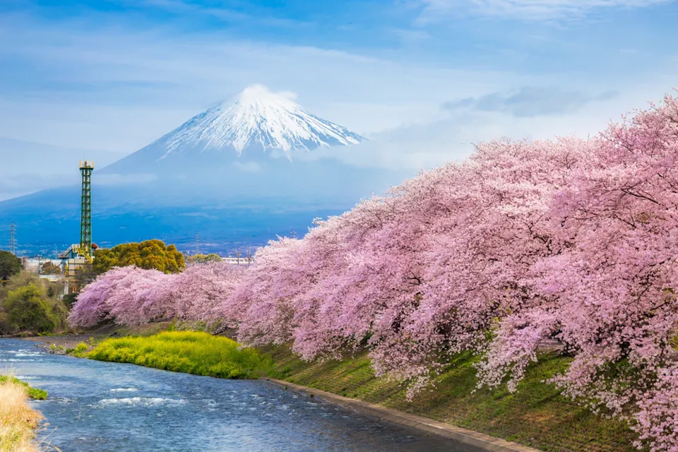 Cherry blossoms line a river under a clear blue sky, with Mount Fuji in the background. The snow-capped peak contrasts with the vibrant pink of the blossoms, creating a serene and picturesque landscape.