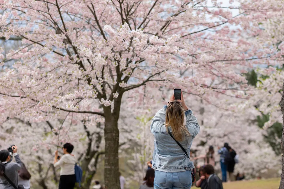 A person in a jean jacket takes a photo of cherry blossom trees in full bloom. Several people in the background are also enjoying the trees and taking pictures. The sky is partly cloudy, providing a soft light over the scene.